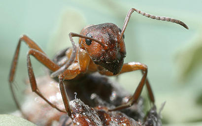 alt: Mravenec lesní (Formica rufa). Zdroj Wikimedia Commons, autor Richard Bartz, Munich Makro Freak. Licence Creative Commons Attribution-Share Alike 2.5 Generic.