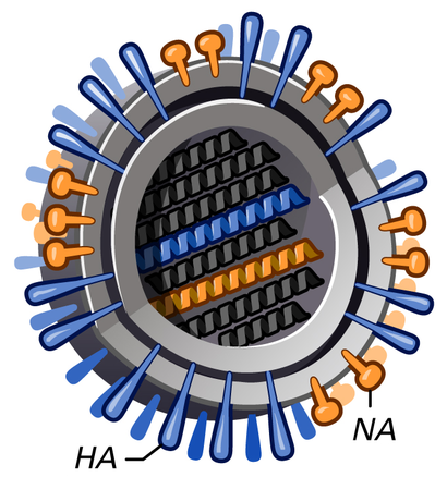 alt: Schéma viru chřipky. Uvnitř virové částice se nachází genetická informace uložená v ribonukleové kyselině. Na povrchu jsou vyznačeny proteiny hemaglutinin (HA) a neuraminidáza (NA), které jsou klíčové pro reakci imunitního systému na virus. Zdroj Wikimedia Commons, autor NIAID, volné dílo / Public Domain.