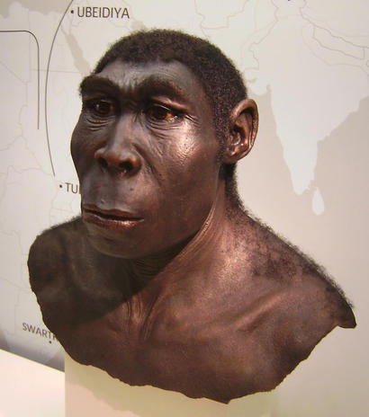 alt: Rekonstrukce podoby člověka vzpřímeného (Homo erectus) z archeologického muzea v Herne v Německu. Zdroj Wikimedia Commons, autor User:Lillyundfreya, licence Creative Commons Uveďte autora-Zachovejte licenci 3.0 Unported.