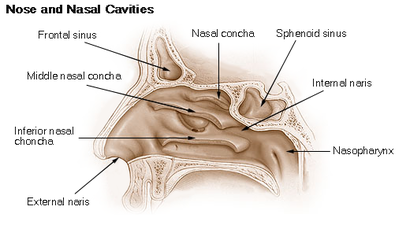 alt: Řez nosem a nosními dutinami. Zdroj http://training.seer.cancer.gov/images/anatomy/ (prostřednictvím Wikimedia Commons), volné dílo.