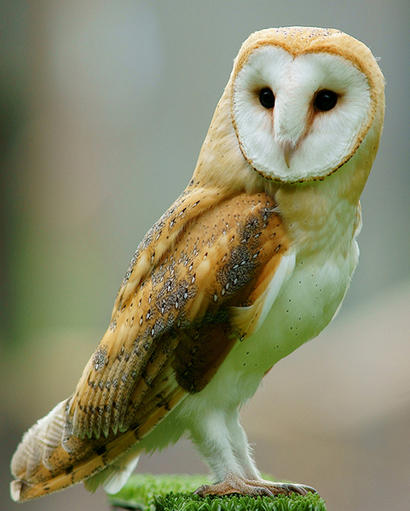 alt: Sova pálená (Tyto alba). Zdroj Wikimedia Commons, autor Peter Trimming from Croydon, England, licence Creative Commons Attribution 2.0 Generic.