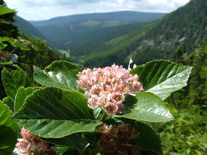 alt: Jeřáb sudetský (Sorbus sudetica), unikátní endemická dřevina Krkonoš. Foto Petr Vít.
