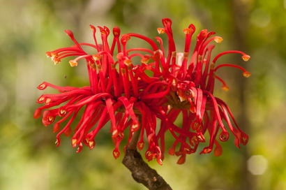 alt: V botanické zahradě Na Slupi můžete obdivovat také Stenocarpus sinuatus, strom z australských deštných lesů. Jasně červené květy jsou uspořádané v kruhovitých květenstvích, proto se stromu přezdívá firewheel tree („ohnivé kolo“). Foto Petr Jan Juračka.