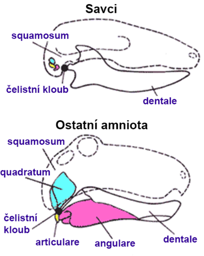 alt: Schéma lebky savců a ostatních amniot. Označeny jsou kosti, které tvoří spodní čelist a čelistní kloub. Zdroj Wikimedia Commons, autor Philcha, české popisky Jan Kolář, volné dílo / public domain.