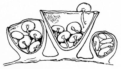 alt: Příčné řezy plodnicemi pohárovky obecné v různých stadiích vývoje. Zdroj Wikimedia Commons, autor W. G. Smith, volné dílo / public domain.