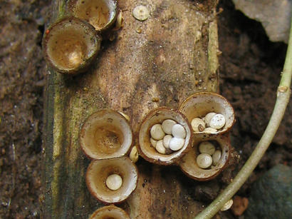 alt: Pohárovka obecná rostoucí na tlejícím dřevě. Zdroj Wikimedia Commons, autor Phyzome, licence Creative Commons Attribution-Share Alike 3.0 Unported.
