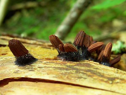 alt: Hlenka pazderek hnědý (*Stemonitis fusca*), plodničky s výtrusy. Zdroj Wikimedia Commons, autor River Bissonnette, licence Creative Commons Attribution 3.0 Unported.