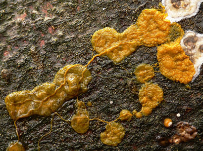 alt: Hlenka vápenatka mnohohlavá (*Physarum polycephalum*). Zdroj Wikimedia Commons, autor Lebrac, licence Creative Commons Attribution-Share Alike 3.0 Unported.