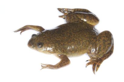 alt: Drápatka vodní (*Xenopus laevis*). Zdroj Wikimedia Commons, autor Brian Gratwicke, licence Creative Commons Attribution 2.0 Generic.