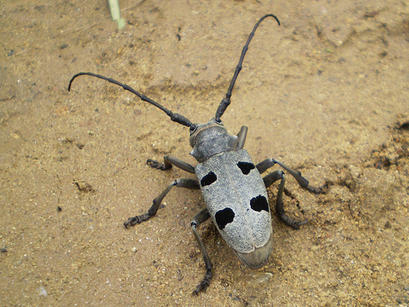 alt: Kozlíček *Morimus funereus*. Foto Pavla Zunová.