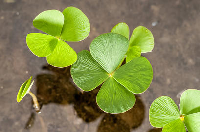 alt: Vodní kapradina marsilka čtyřlistá (*Marsilea quadrifolia*) má listy, které svým tvarem pramálo připomínají typické kapradiny. Foto Petr Jan Juračka.