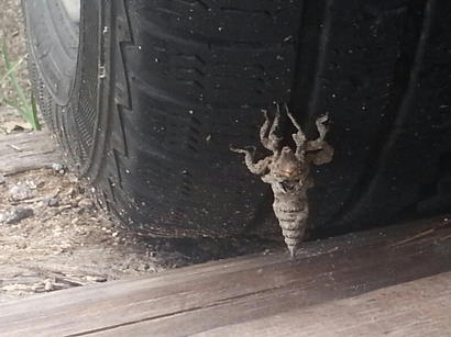 alt: Svlečka vážky na pneumatice auta. Foto tazatel.