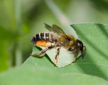 alt: Čalounice *Megachile centuncularis* vykusující část listu. Zdroj Wikimedia Commons, autor Bernhard Plank – SiLencer, licence Creative Commons Attribution-Share Alike 3.0 Unported.