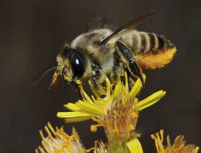 alt: Čalounice *Megachile lagopoda*. Zdroj Wikimedia Commons, autor Gideon Pisanty (Gidip), licence Creative Commons Attribution 3.0 Unported.