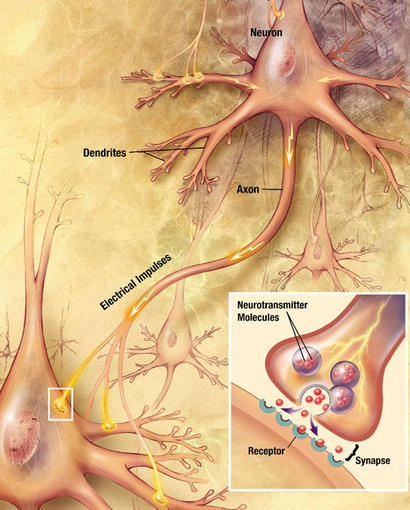 alt: Neurony a jejich propojení synapsemi. Vpravo dole detail synapse. Zdroj Wikimedia Commons, autor Looie496 a US National Institutes of Health, National Institute for Aging. Volné dílo / public domain.