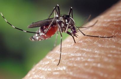 alt: Komár tygrovaný (*Aedes albopictus*). Zdroj Wikimedia Commons / Centers for Disease Control and Prevention's Public Health Image Library, autor James Gathany. Volné dílo (public domain).