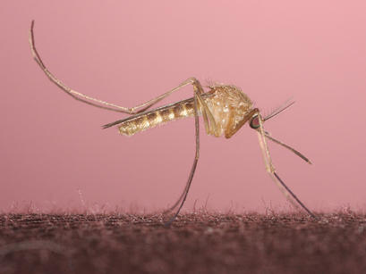 alt: Komár pisklavý (*Culex pipiens*), druh běžně se vyskytující v České republice. Zdroj Wikimedia Commons, autor BARILLET-PORTAL David, Bordeaux, FRANCE. Licence Creative Commons Attribution-Share Alike 3.0 Unported.