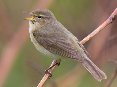 alt: Budníček menší patří k aktivním ranním zpěvákům. Zdroj Wikimedia Commons, autor Andreas Trepte, www.photo-natur.de, licence Creative Commons Attribution-Share Alike 2.5 Generic.