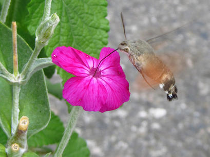 alt: Dlouhozobka svízelová (*Macroglossum stellatarum*) v „letu na místě“. Foto Miroslav Tomeš.