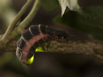 alt: Samička světlušky větší (*Lampyris noctiluca*). Zdroj Wikimedia Commons, autor Jasja Dekker, licence Creative Commons Attribution-Share Alike 2.0 Generic.