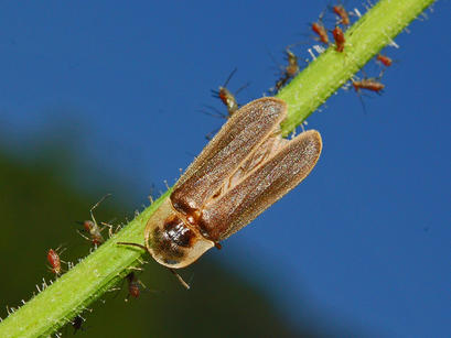 alt: Sameček světlušky větší (*Lampyris noctiluca*). Zdroj Wikimedia Commons, autor Hectonichus, licence Creative Commons Attribution-Share Alike 3.0 Unported.