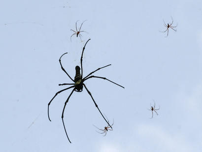 alt: Pavouci druhu *Nephila pilipes*. Velký jedinec je samička, okolo ní je několik malých samečků. Zdroj Wikimedia Commons, autor J.M.Garg, licence Creative Commons Attribution 3.0 Unported.