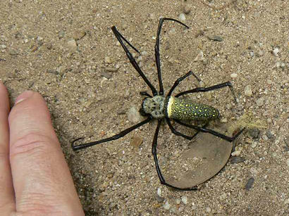 alt: Pavouk z čeledi Nephilidae (česky nefila). Foto Libuše Paterová.