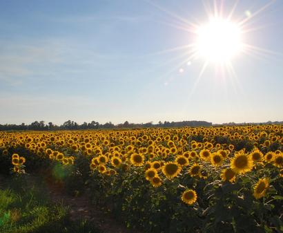 alt: Slunečnicové pole v pozdním odpoledni. Slunce je na západě, květenství ovšem směřují k východu. Zdroj Wikimedia Commons, autor shirleybolling2005, licence Creative Commons Attribution 2.0 Generic.