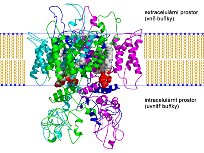 alt: Kapsaicinový receptor TRPV1 v buněčné membráně. Zdroj Wikimedia Commons, autor Boghog2, volné dílo / public domain.