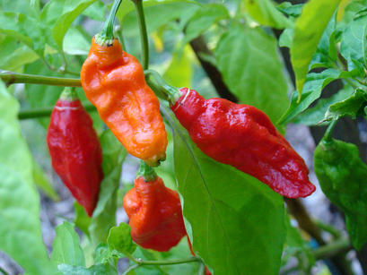 alt: Paprika Bhut Jolokia patří k nejpálivějším na světě. Zdroj Wikimedia Commons, autor Asit K. ghosh Thaumaturgist, licence Creative Commons Attribution-Share Alike 3.0 Unported.