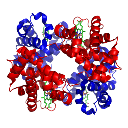 alt: Lidský hemoglobin, složený ze čtyř bílkovinných řetězců (modře a červeně). Na každý řetězec je připojena takzvaná hemová skupina (zeleně), obsahující atom železa. Zdroj Wikimedia Commons / Protein Data Bank, licence Creative Commons Attribution-Share Alike 3.0 Unported.