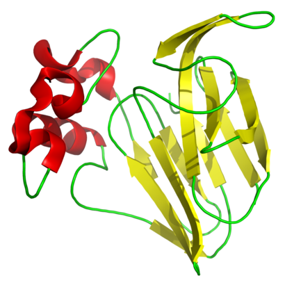 alt: Model molekuly thaumatinu I. Tato bílkovina pochází z tropické byliny *Thaumatococcus daniellii* a je zhruba 1 600krát sladší než sacharóza. Zdroj Wikimedia Commons, autor Fvasconcellos, volné dílo / public domain.