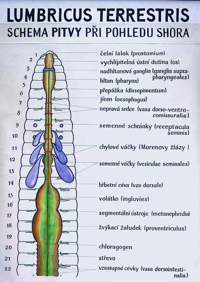 alt: Anatomie žížaly obecné. Modré kroužky v 9. a 10. článku označují semenné schránky. Ty slouží k uchovávání spermií získaných při páření od partnera. Zdroj www.zoology.cz, e-learningový servis katedry zoologie Přírodovědecké fakulty UK.