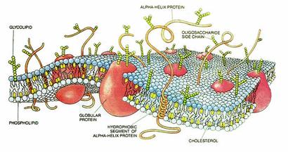 alt: Membrány na povrchu a uvnitř buněk jsou tvořeny především dvojitou vrstvou lipidových molekul (modré kuličky s „ocásky“) a molekulami různých proteinů (červené a oranžové útvary). Zdroj Wikimedia Commons, copyright Dana Burns.