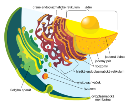 alt: Buněčné membrány ohraničují v eukaryotické buňce mnoho struktur, které plní různé funkce. Zdroj Wikimedia Commons, autorka Mariana Ruiz, české popisky Michal Maňas, volné dílo / public domain.