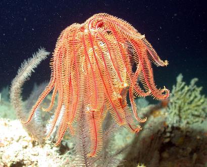 alt: Dnes žijící lilijice z Mexického zálivu. Zdroj Wikimedia Commons / NOAA Photo Library, autor NURC/UNCW a NOAA/FGBNMS, volné dílo (public domain).