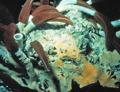 alt: Skupina riftií na dně Pacifiku. Zdroj Wikimedia Commons, autor C. Van Dover (OAR/National Undersea Research Program, College of William & Mary). Volné dílo / public domain.