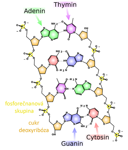 alt: Chemická struktura DNA s vyznačeným párováním bází. Zdroj Wikimedia Commons, autor Madeleine Price Ball, české popisky Jan Kolář. Licence Creative Commons Attribution-Share Alike 3.0 Unported.