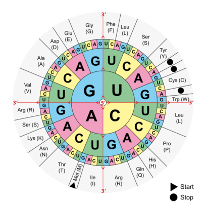 alt: Genetický kód určuje, které kombinace „písmen“ (bází) DNA nebo mRNA označují kterou aminokyselinu. Schéma čtěte od středu. První z trojice bází je v prostředním kruhu, na vnějším okraji jsou pak zkratky aminokyselin. „Start“ a „Stop“ znamenají začátek a konec bílkovinného řetězce. Zdroj Wikimedia Commons, autor Mouagip, volné dílo.