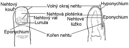 alt: Anatomie konce prstu. Zdroj Wikimedia Commons, autor Blinika, volné dílo.