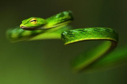 alt: Michaela Koschová – *Bičovka.* Had bičovka zelená žije v tropických lesích jihovýchodní Asie. Druhé místo v kategorii Vědecká fotografie.