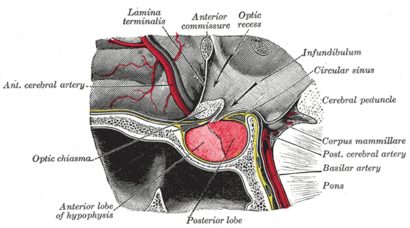 alt: Lamina terminalis odděluje mozkovou tkáň od třetí mozkové komory. Komora se nachází vzadu za lamina terminalis (na obrázku vpravo). Zdroj Wikimedia Commons, převzato z Gray's Anatomy, vydání z roku 1918. Volné dílo / public domain.