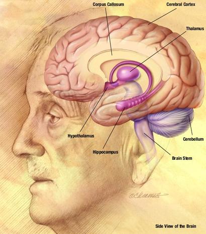 alt: Schéma lidského mozku. Vyznačen mimo jiné hypotalamus, kde se nacházejí osmoreceptory, a kalózní těleso (corpus callosum). Zdroj Wikimedia Commons, autor National Institute for Aging, National Institutes of Health, volné dílo / public domain.