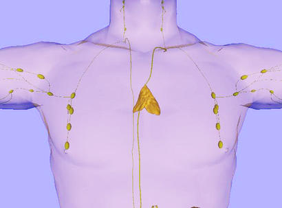 alt: Umístění brzlíku (větší útvar zhruba uprostřed) a mízních uzlin v těle dospělého člověka. Zdroj Wikimedia Commons, autor LearnAnatomy, licence Creative Commons Attribution 3.0.