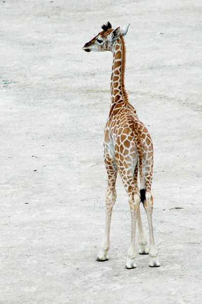 alt: Mládě žirafy. Foto Petr Jan Juračka.