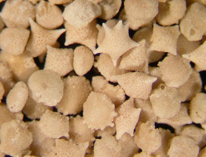 alt: Písek z ostrova Warraber u severního pobřeží Austrálie. Tento písek tvoří hlavně schránky jednobuněčných organismů dírkonošců. Zdroj Wikimedia Commons, autor Chopperxs, volné dílo / public domain.