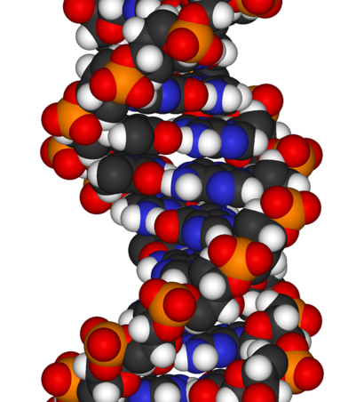 alt: Je celý organismus zakódován v genech? Krátký úsek dvoušroubovice DNA. Zdroj Wikimedia Commons, autor Benjah-bmm27, volné dílo / public domain.