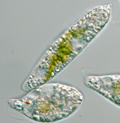 alt: Buňky krásnoočka štíhlého (*Euglena gracilis*). Dobře jsou vidět zelené chloroplasty a u buňky vlevo dole také oranžová světločivná skvrna – stigma. Foto Vladimír Hampl.