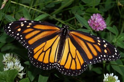 alt: Severoamerický motýl monarcha stěhovavý (na snímku samička) migruje na zimu do Mexika a Kalifornie. Zdroj Wikimedia Commons, autor Kenneth Dwain Harrelson, licence Creative Commons Attribution-Share Alike 3.0 Unported.