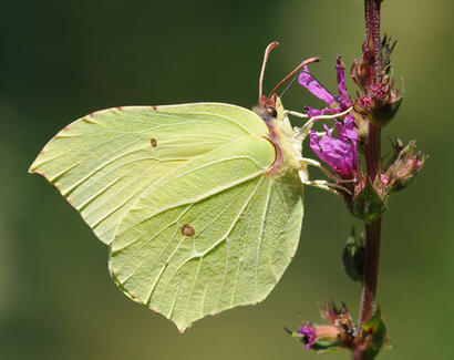 alt: Žluťásek řešetlákový upadá do „zimního spánku“ mnohdy už v červenci. Zdroj Wikimedia Commons, foto: Thomas Bresson, licence Creative Commons Attribution 2.0 Generic.